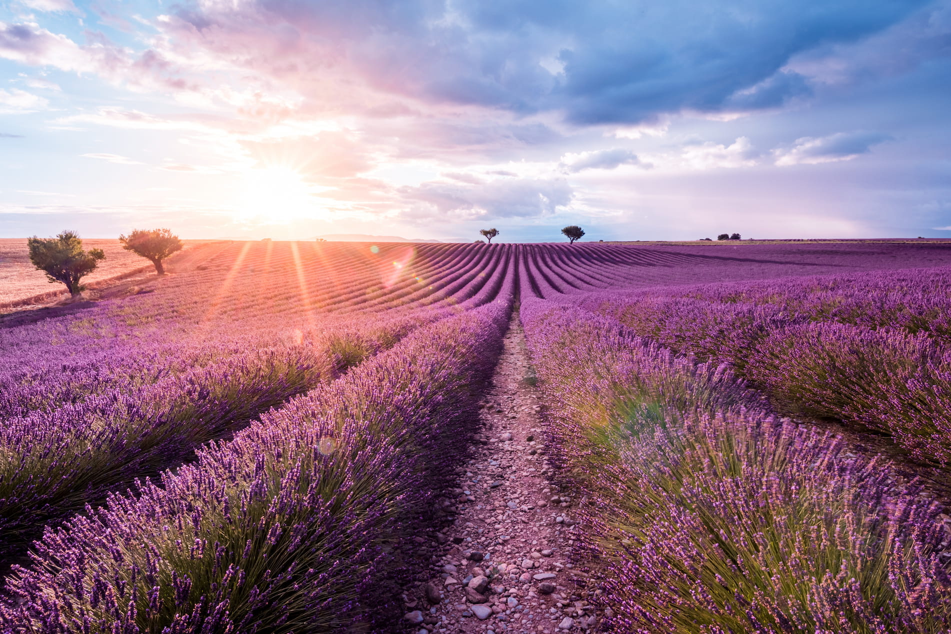 A large field of purple lavender