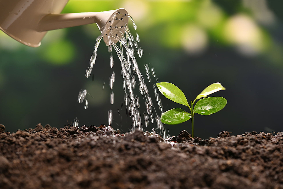 A seedling being watered by a watering can
