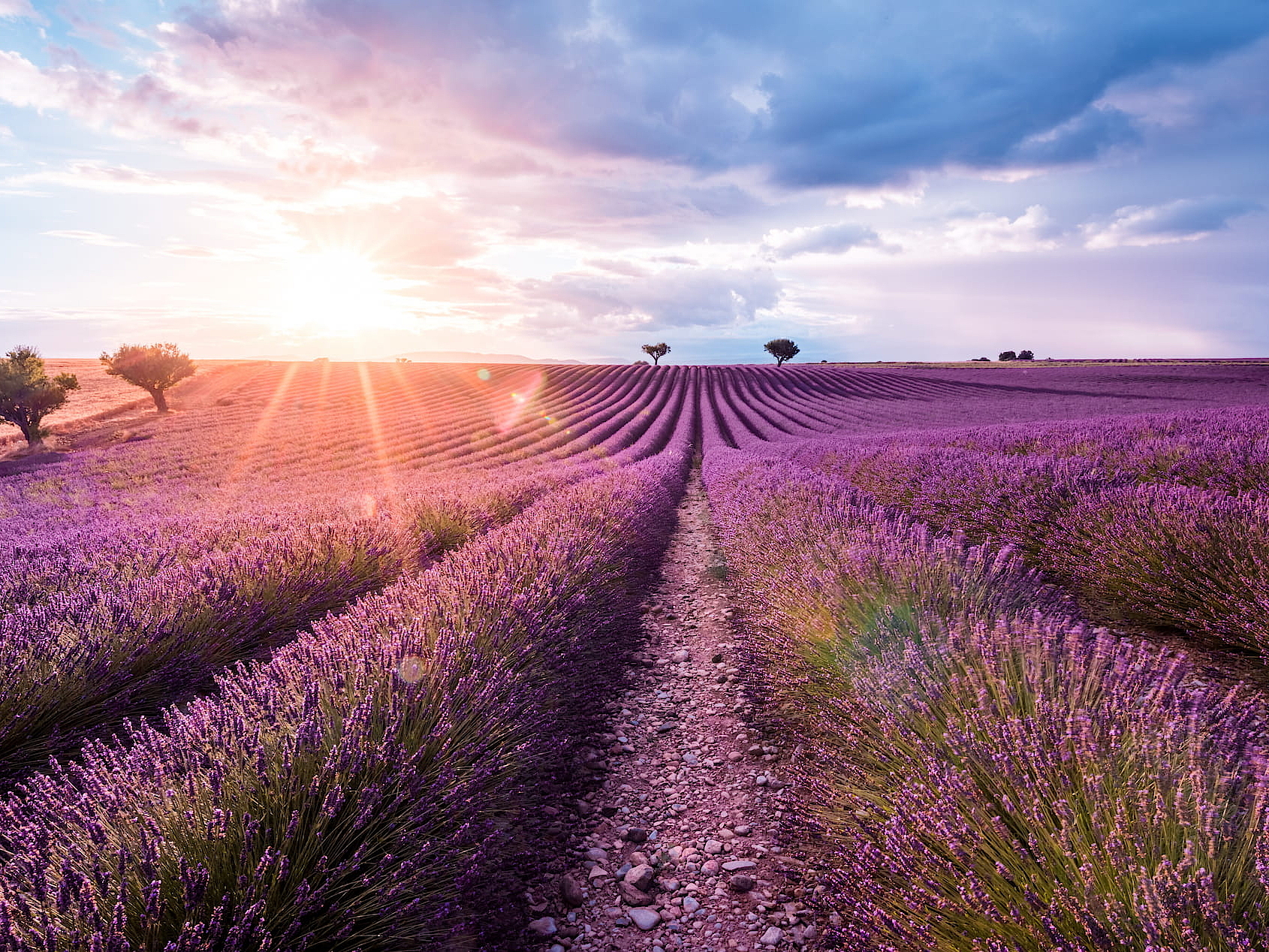 A large field of purple lavender