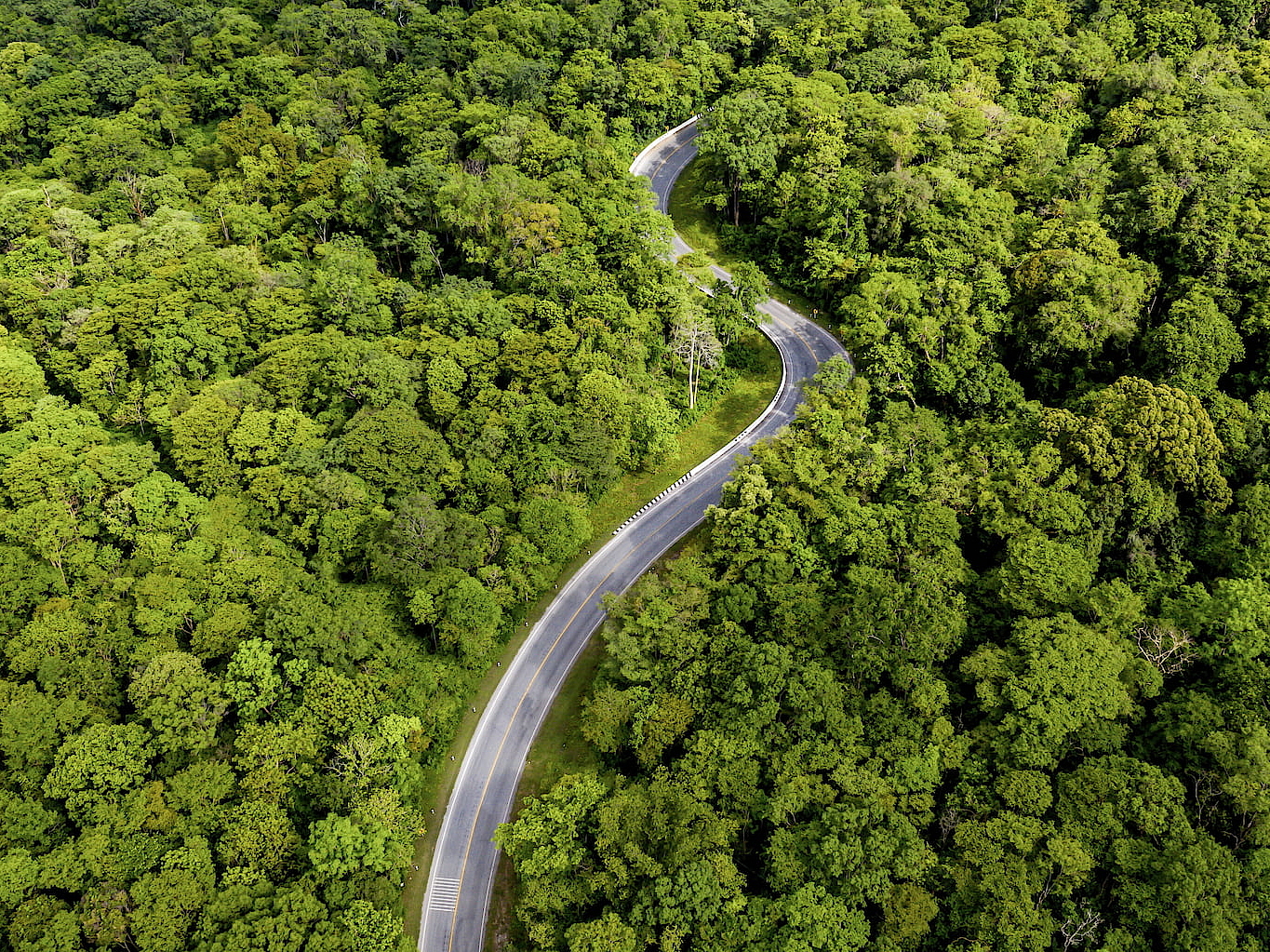 Winding road through green rain forest